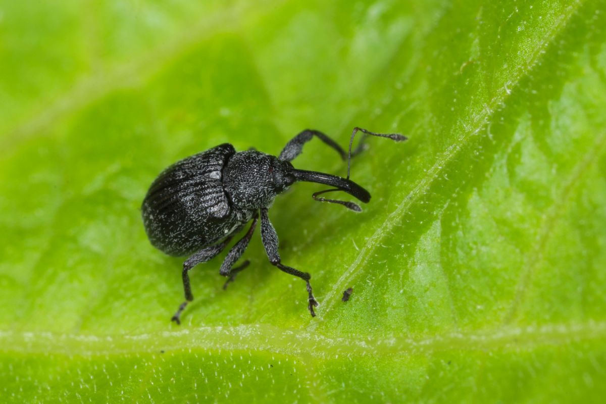 Strawberry bud weevil on a green leaf.