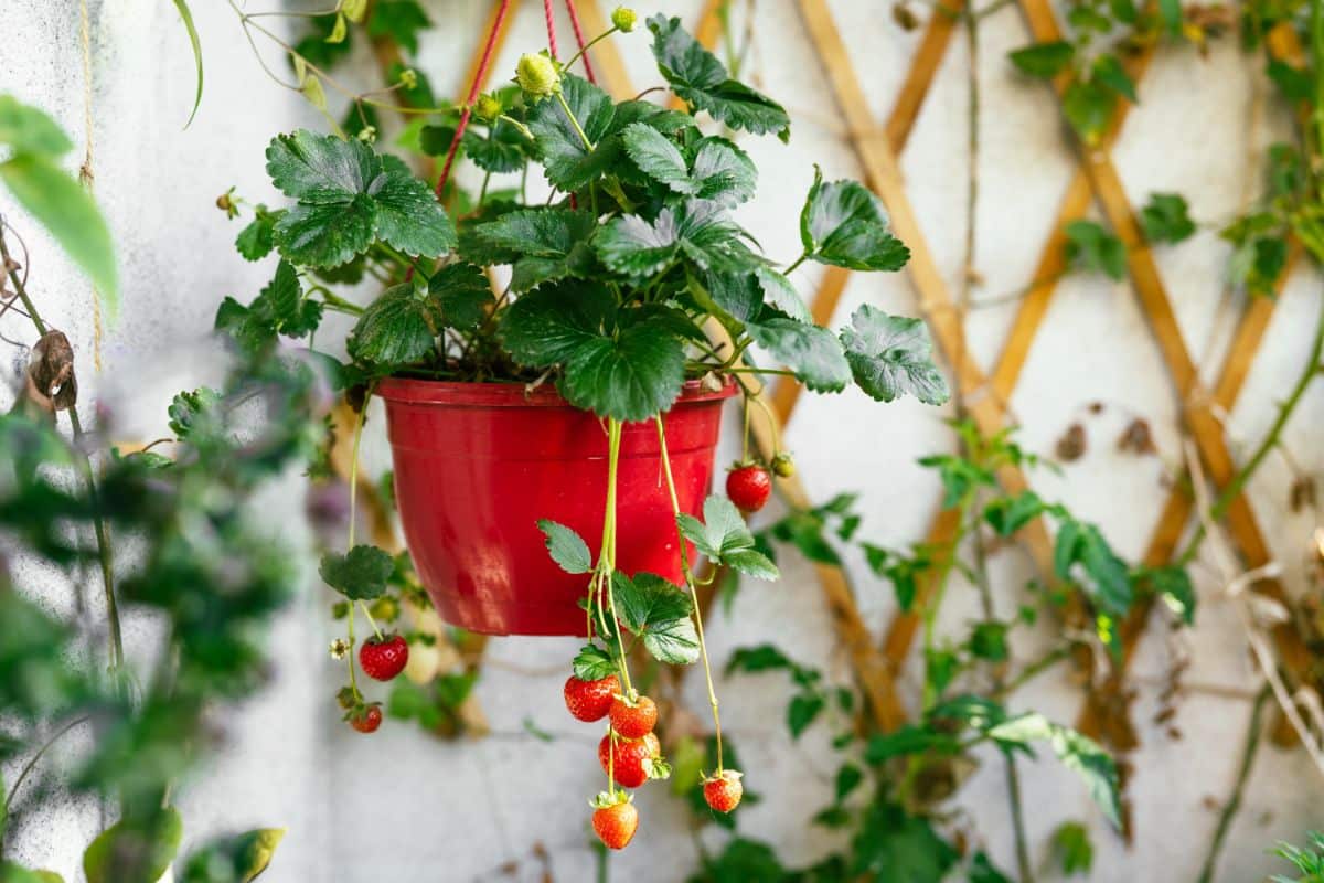 Strawberries growing in a hanging basket