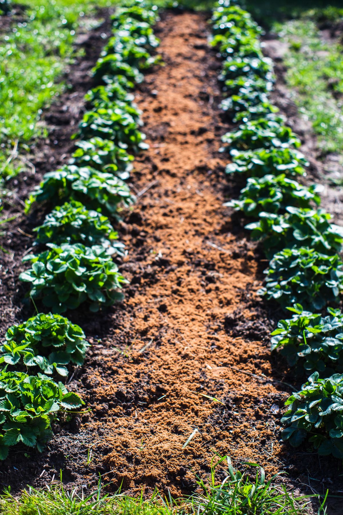 Rows of everbearing strawberries in a bed