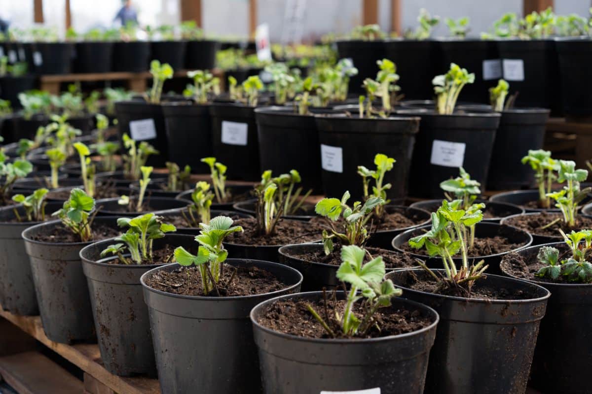 A line of potted strawberry plants for sale.