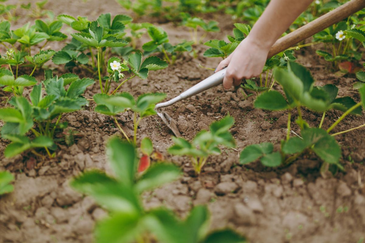 Farmer with hoe diiging soil at strawberry field full of plants