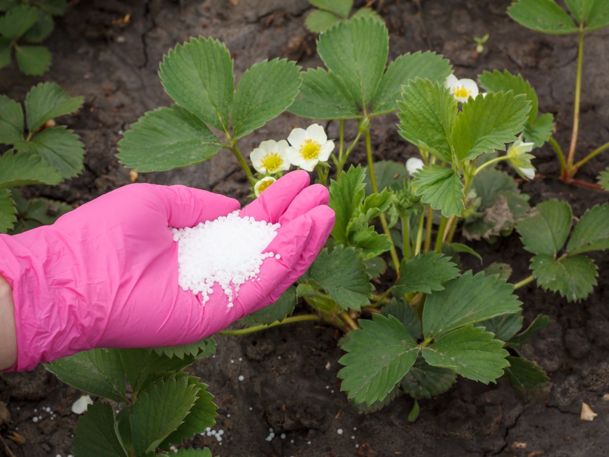Hand with pink glove holding fertilizer over strawberry plants