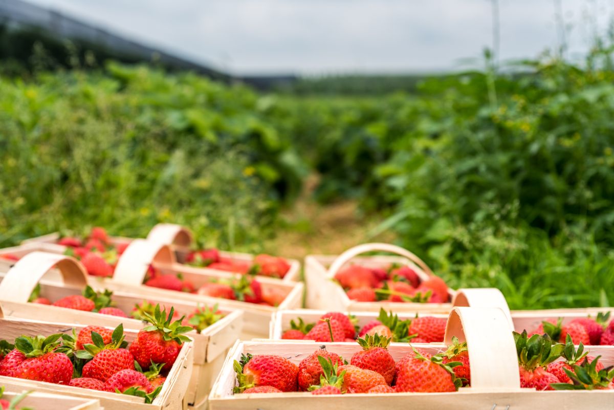 Ripe fresh strawberries in wooden baskets on strawberry field