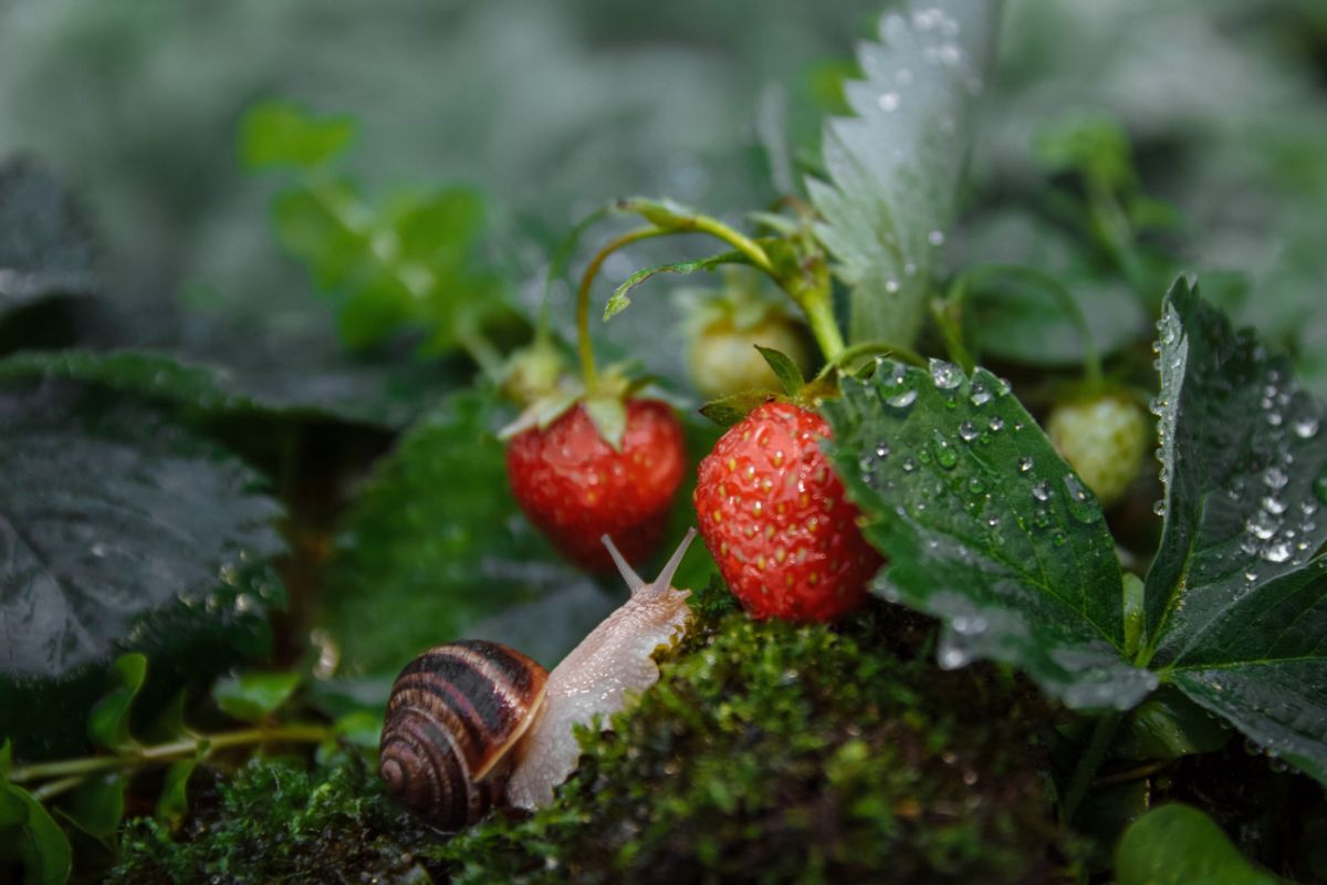 Snail close to strawberry plant with fruits