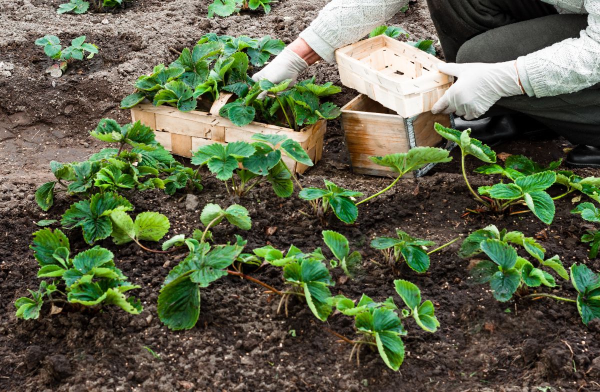 Farmer holding crate  with strawberry plant, in the other hand holding small empty crate, strawberry field around