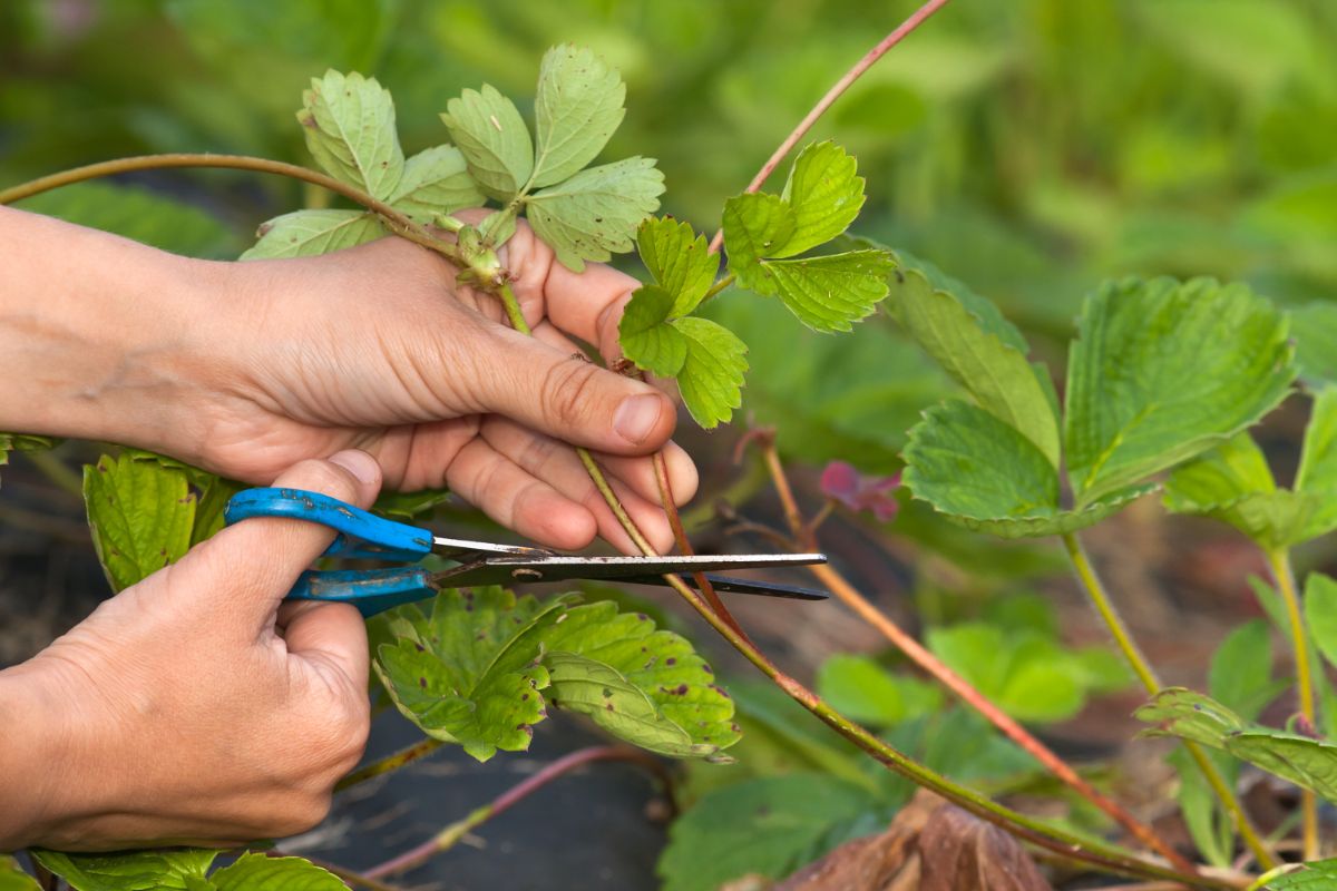 Gardener with scissors in hand cutting strawberry runner