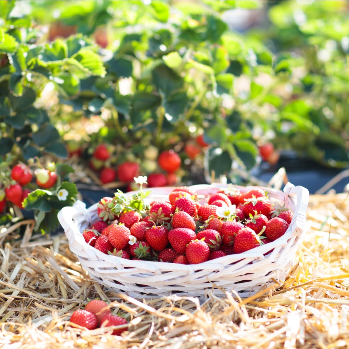 Secrets To Growing Loads Of Organic Strawberries  