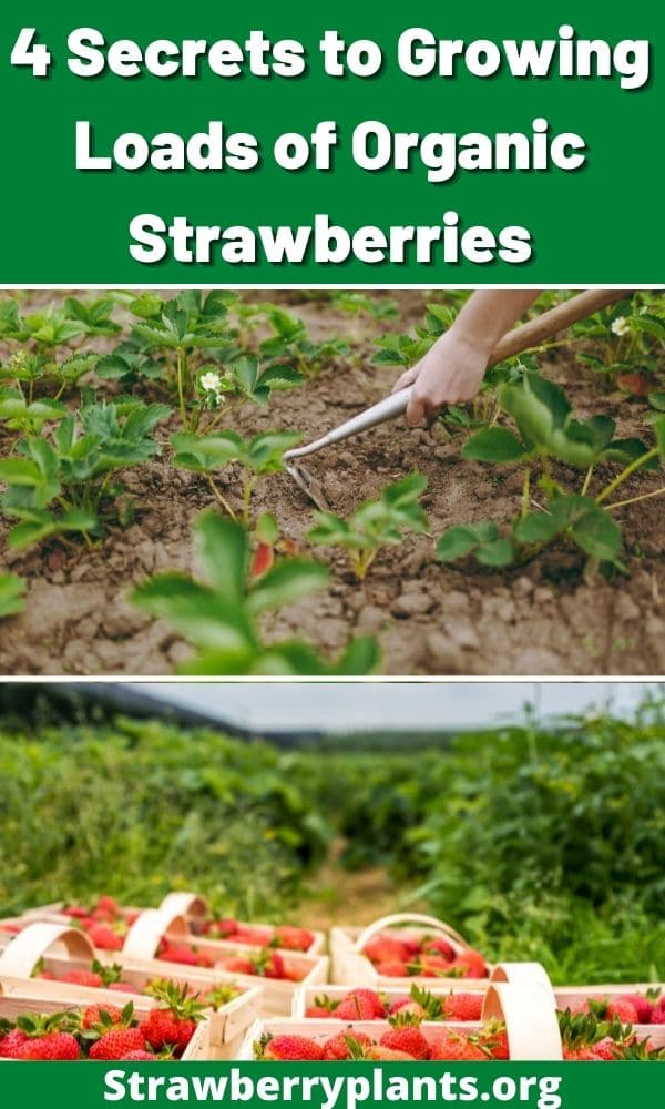 4 Secrets to Growing Loads of Organic Strawberries Strawberry Plants