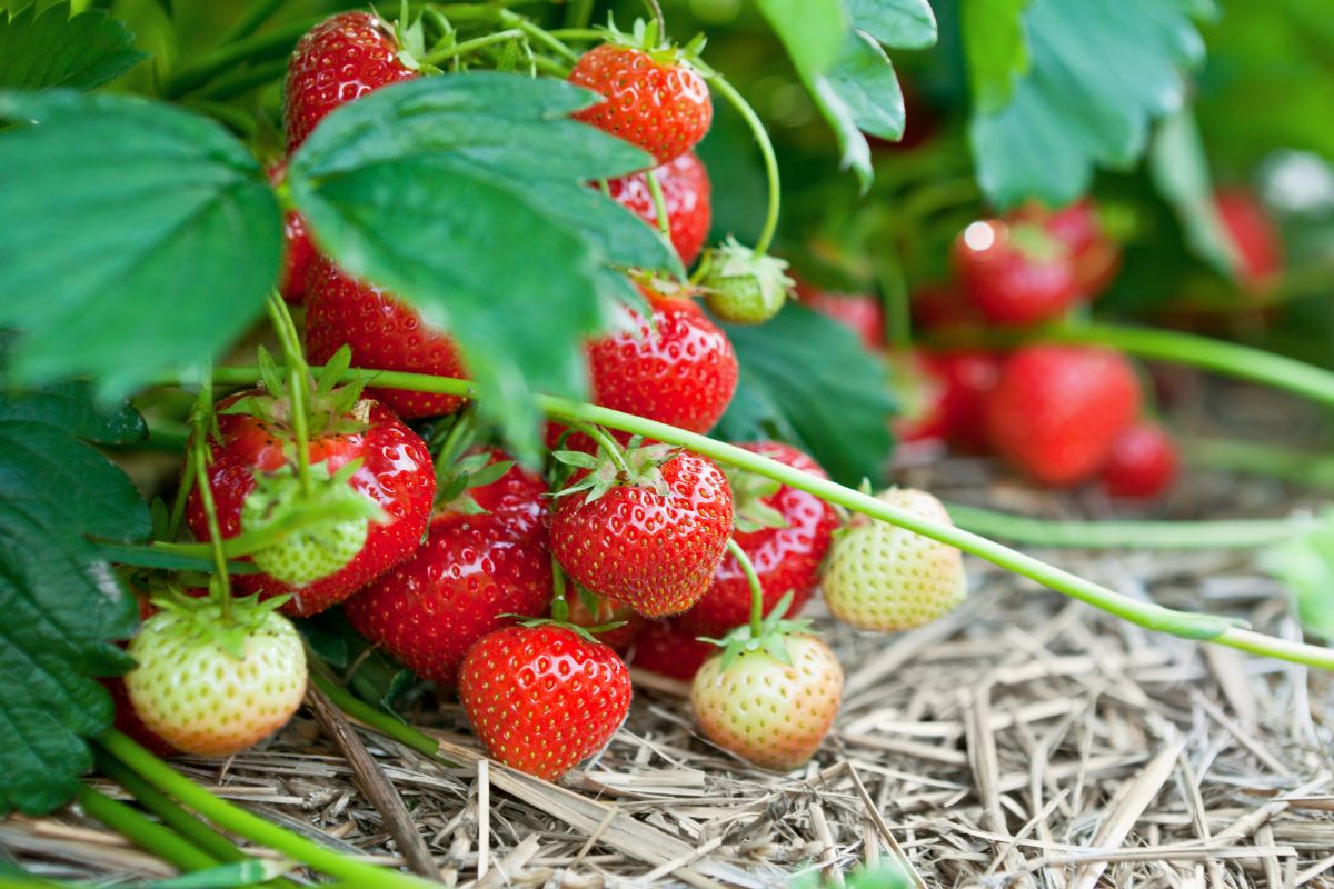 Berries treasure red variety in straw mulch with ripe fruits.