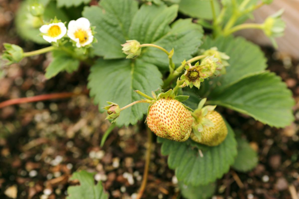 Unripe everbearing strawberries on a plant