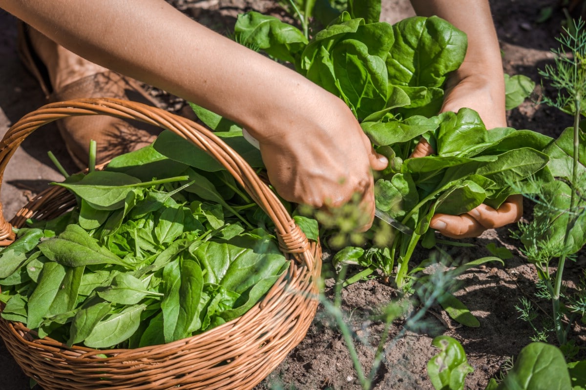 Farmer picking spinach from the garden.