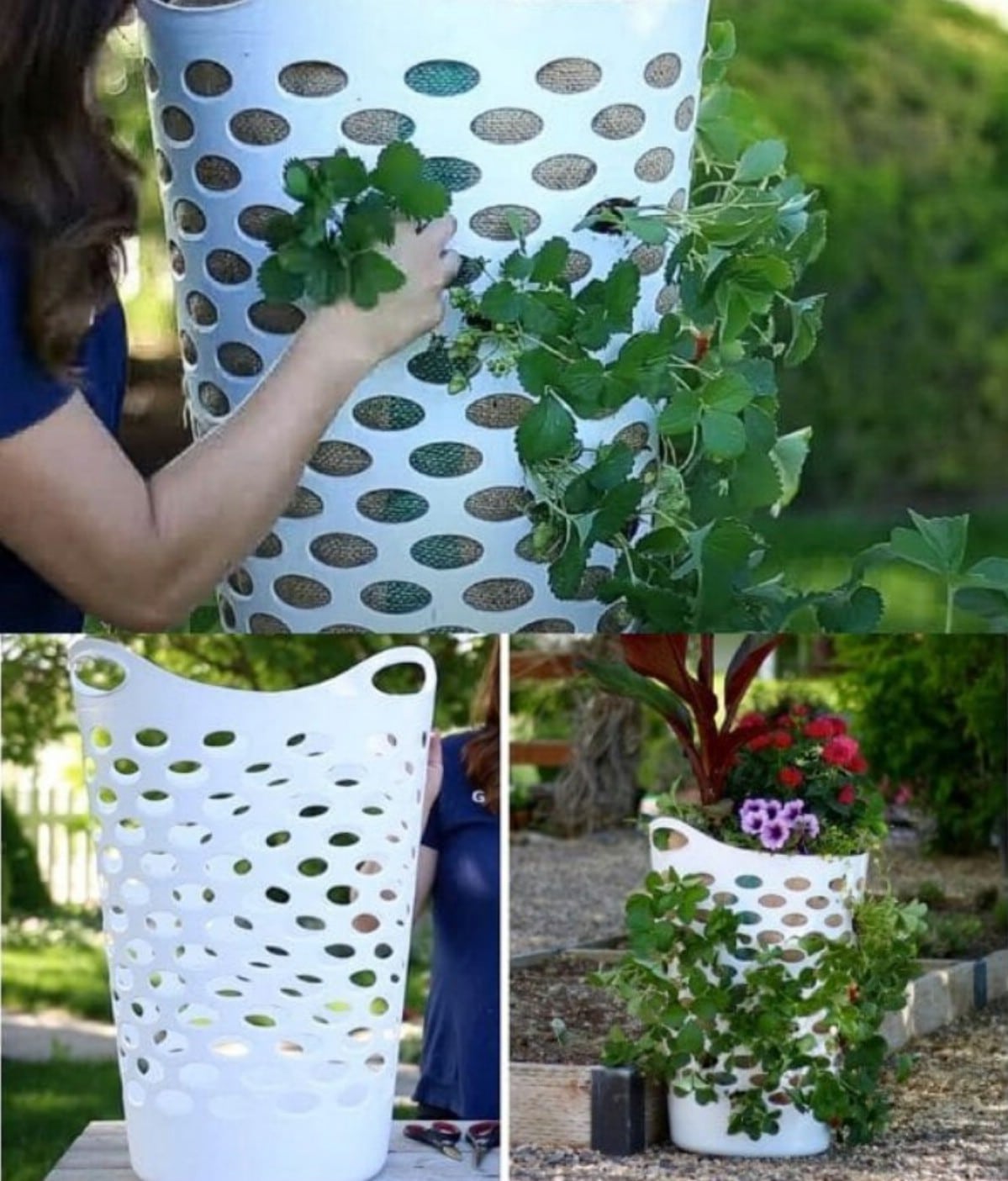 Laundry basket strawberry planter.