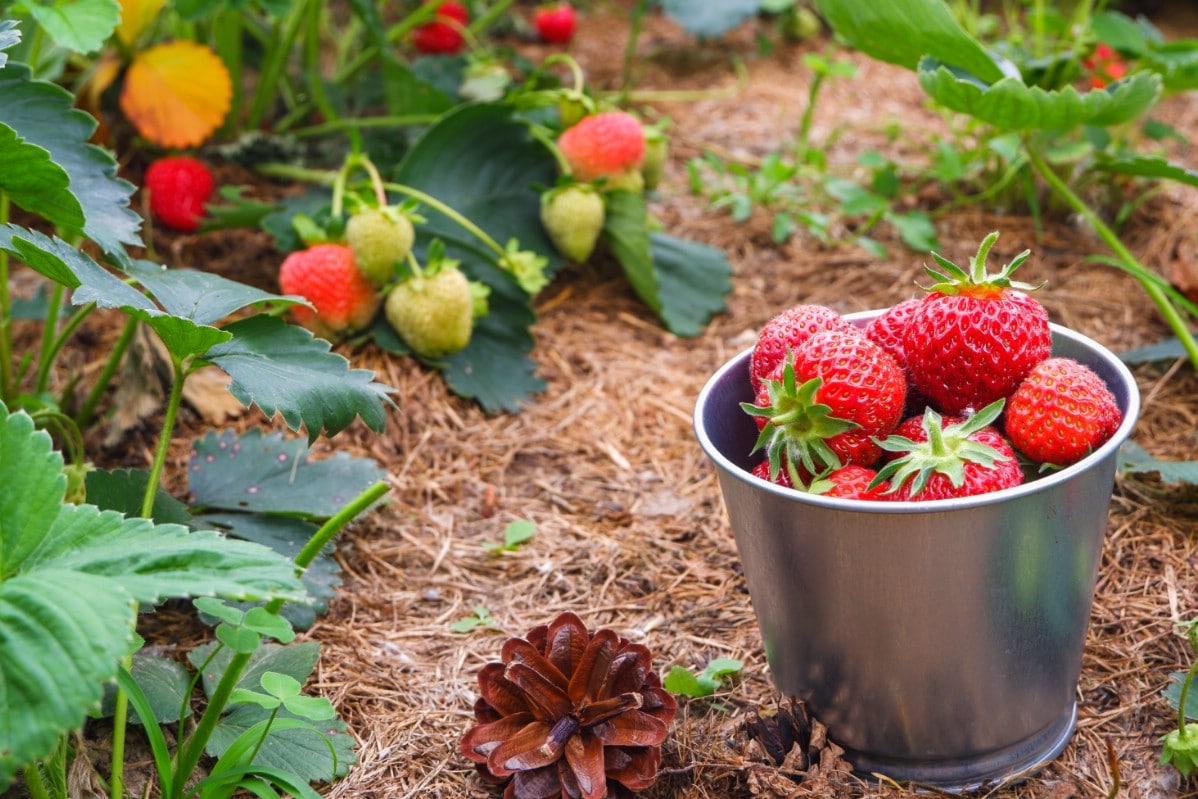 Nicely mulched strawberry plants in the garden producing fruit.