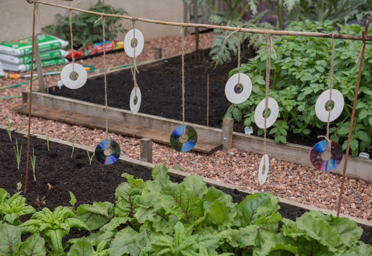 Old cds and dvds used as bird repellents.