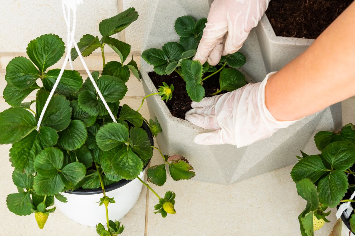 A gardener plants strawberry plants in a stacker unit