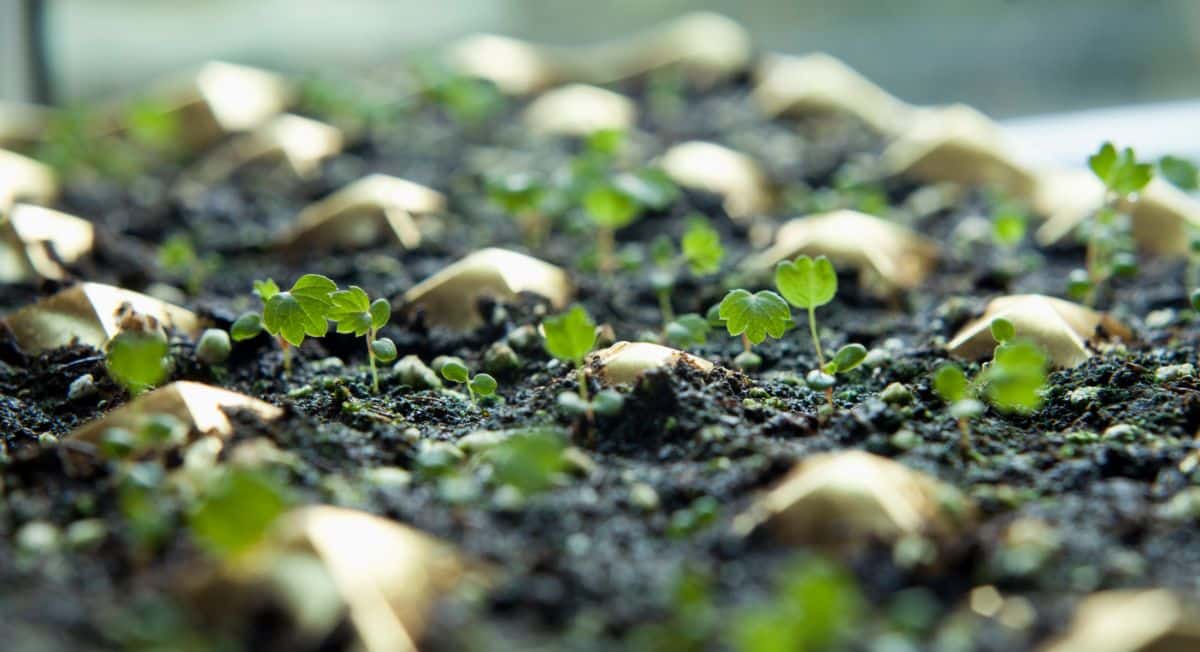 Tiny strawberry seedlings grown from sprouted seed.