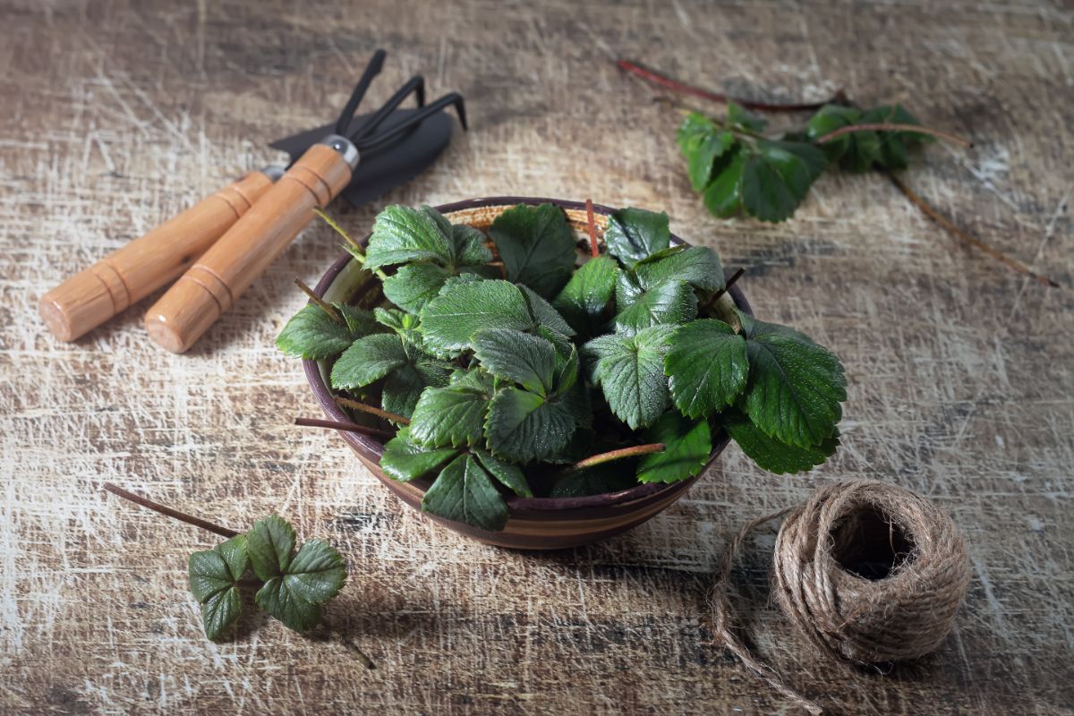 Strawberry plants in a pot with cut runners, garden tools, and string on the table.