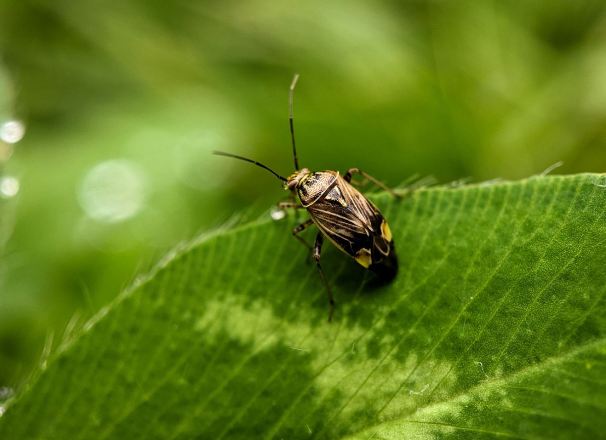 Tarnished plant bug on green leaf.