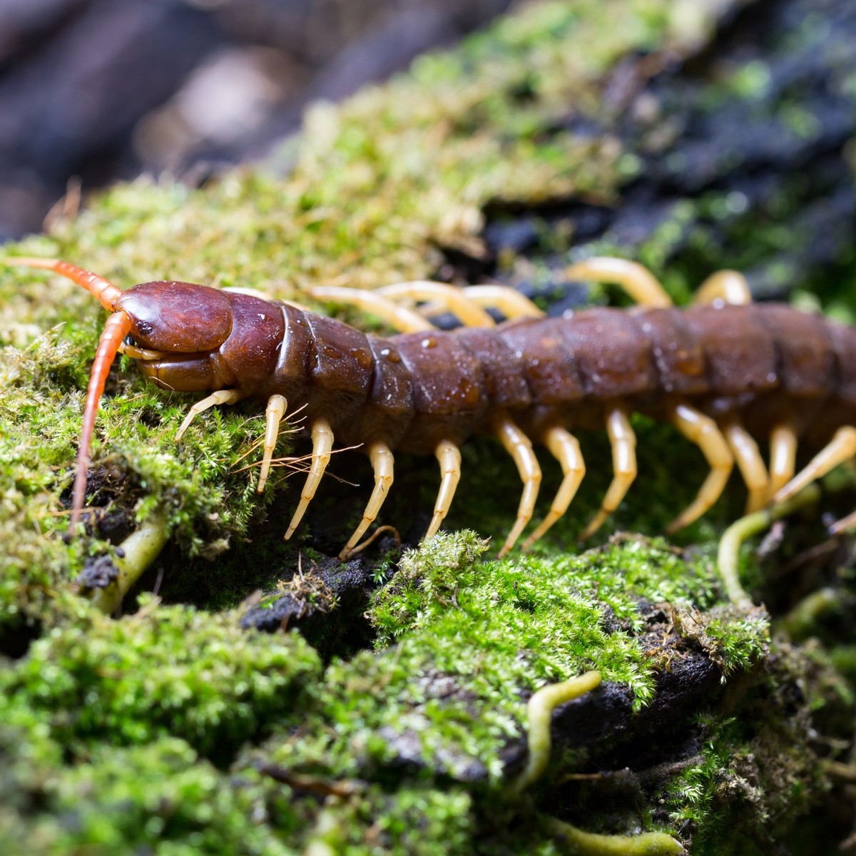 Centipede roaming on a mossy tree.
