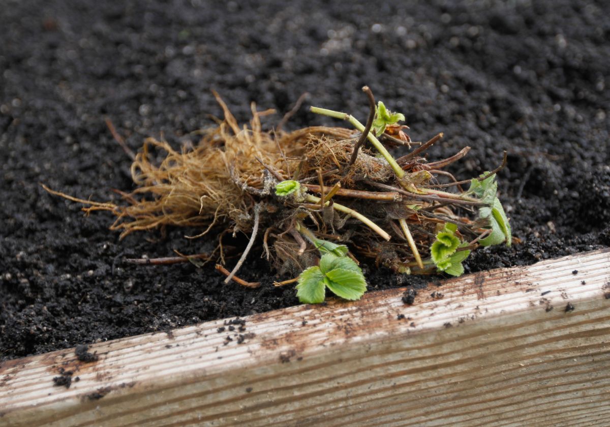 New bare root strawberry plants sit on a bed waiting to be planted.