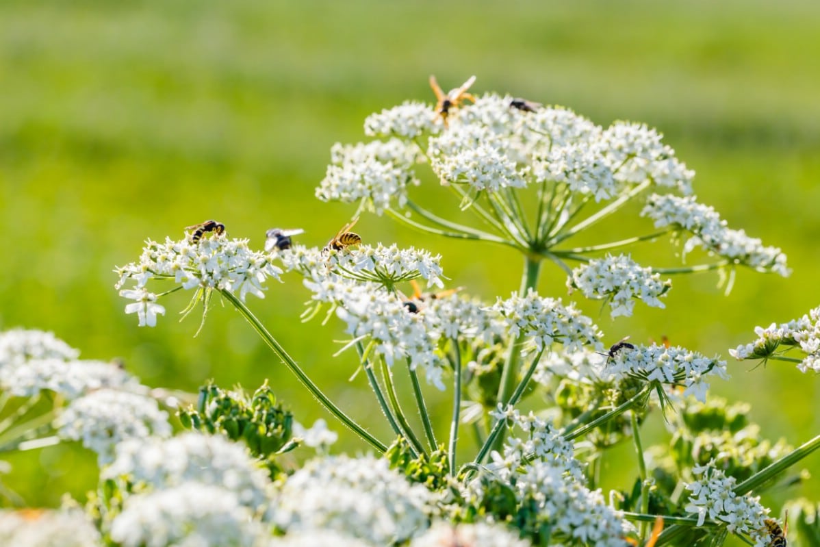 Caraway flowering in the garden.