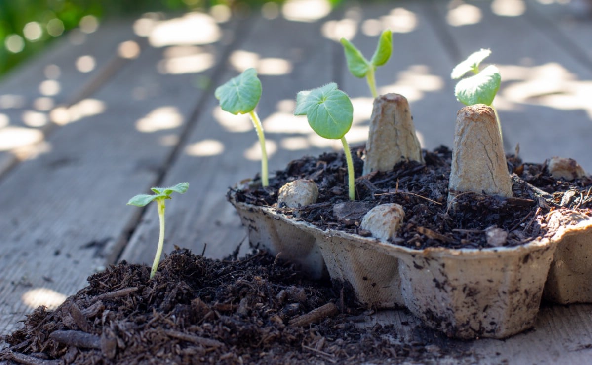 Cardboard seed starter.