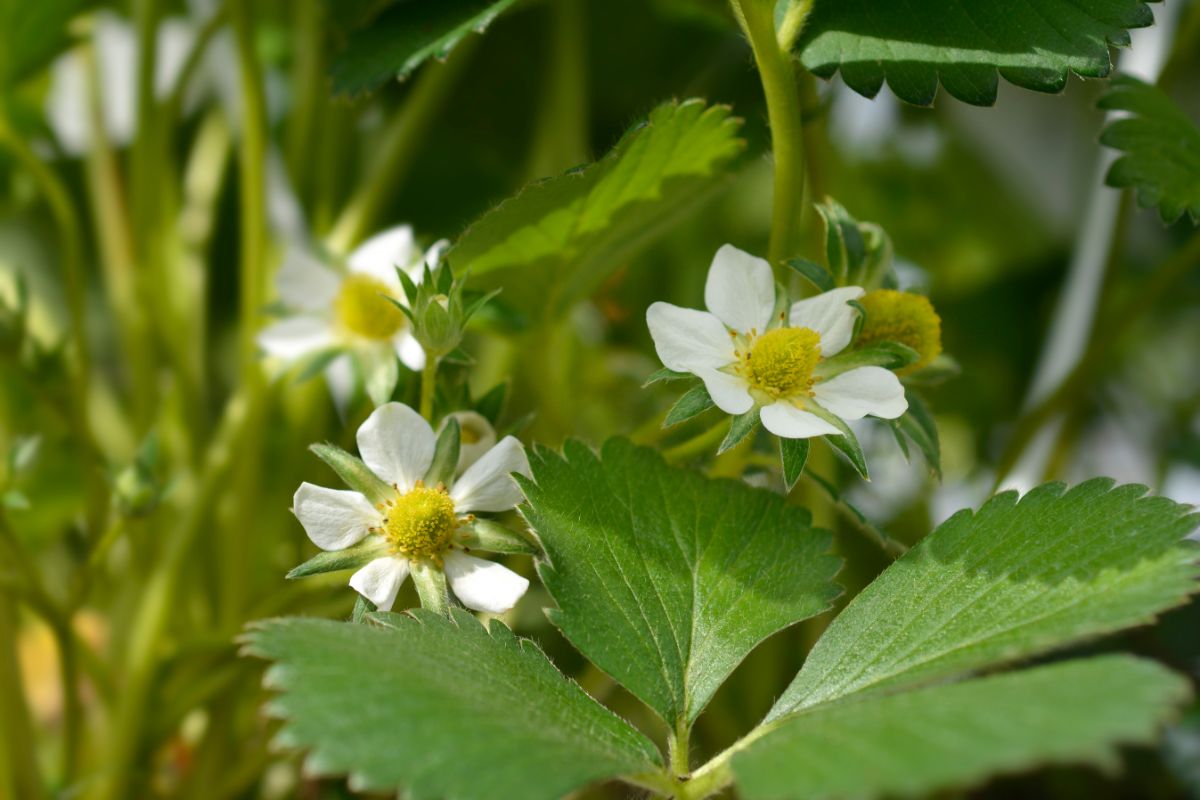 Blossoms on an everbearing strawberry plant