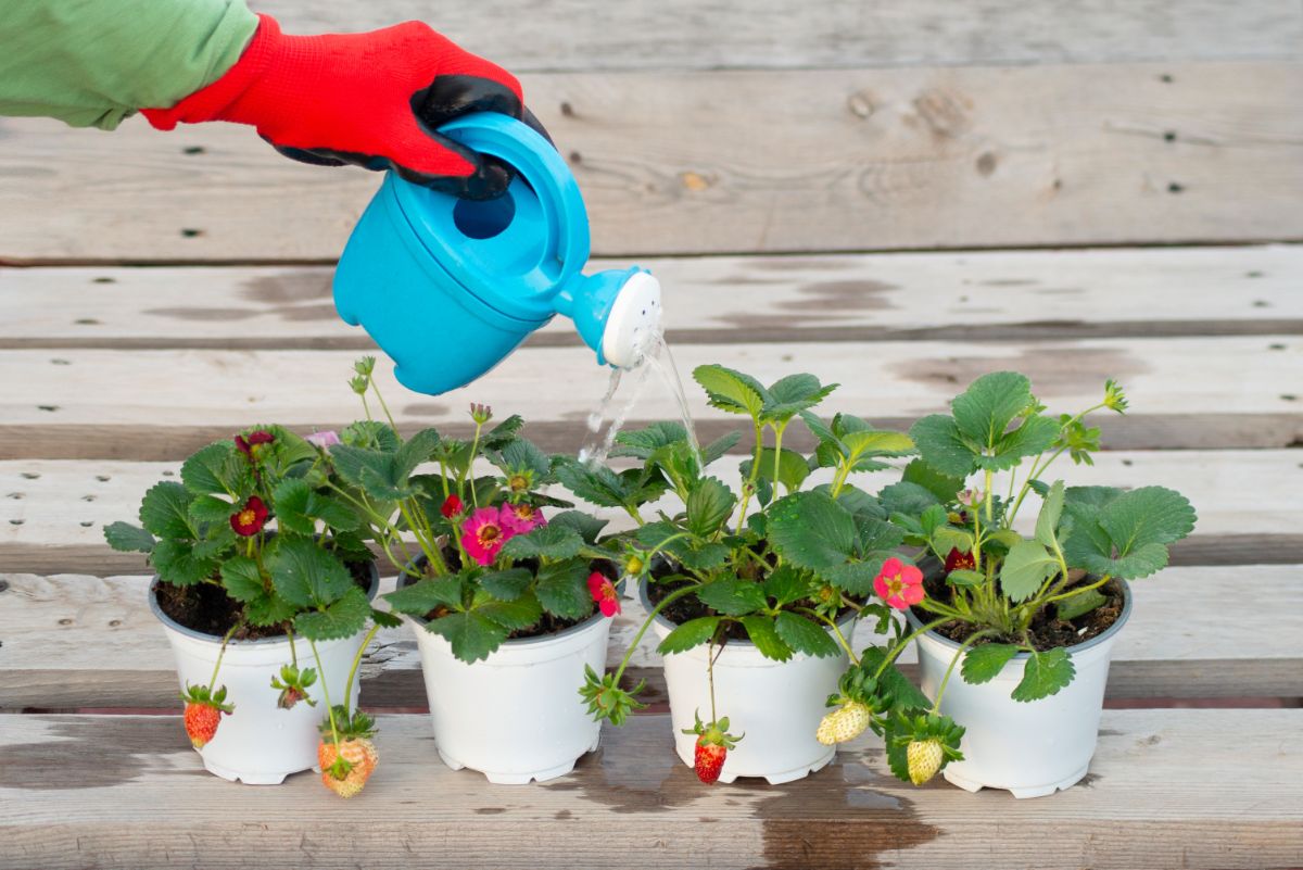 Hand with glove holding watering can over strawberry pots.