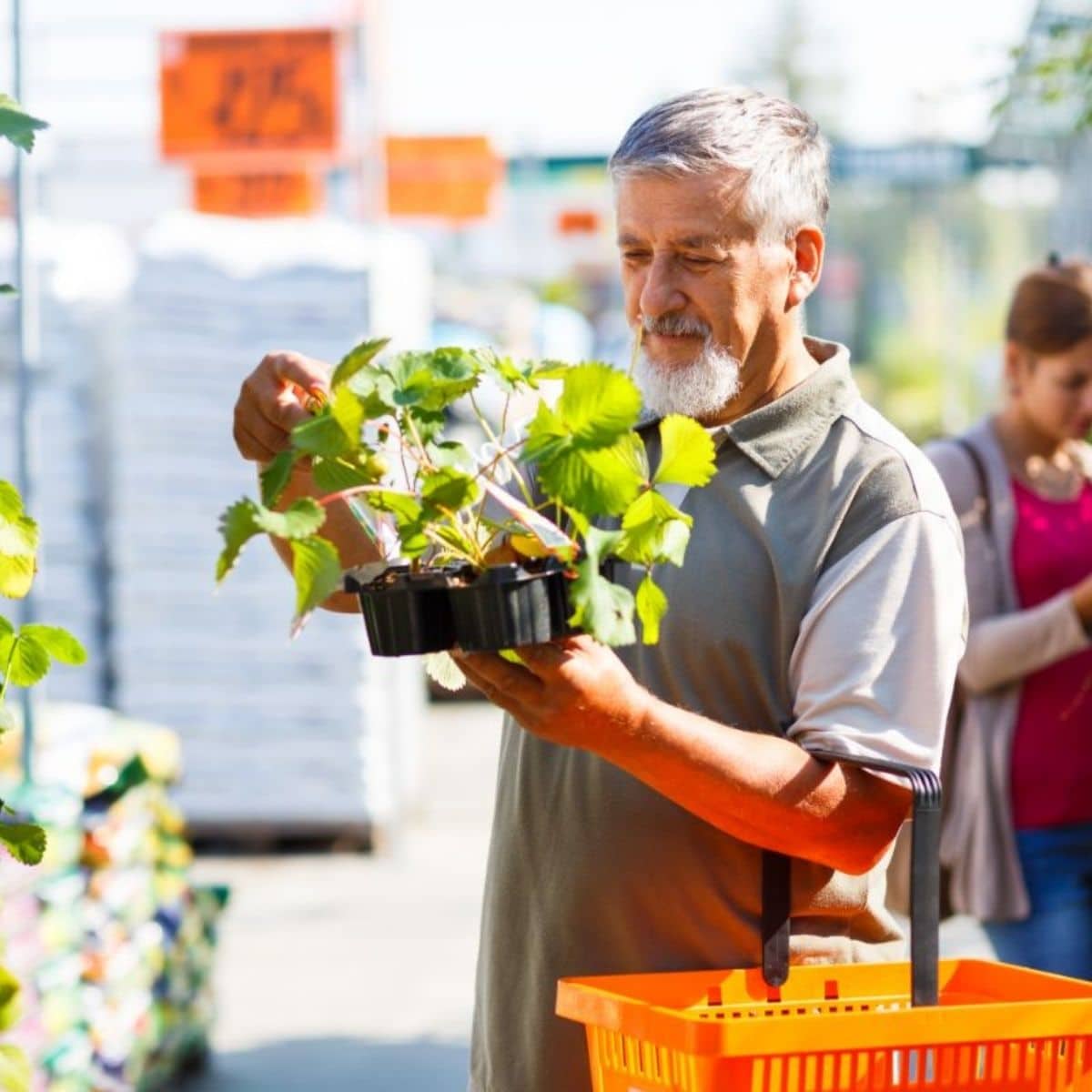 Growing Strawberries In The Philippines - Featured Image