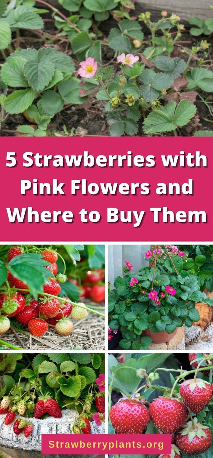 5 Strawberries with Pink Flowers and Where to Buy Them – Strawberry Plants