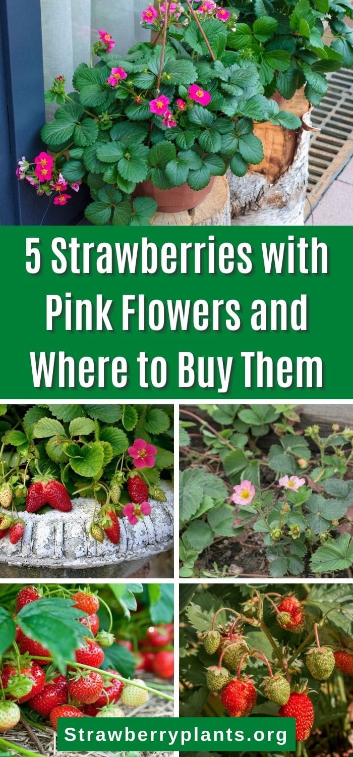 5-strawberries-with-pink-flowers-and-where-to-buy-them-strawberry-plants