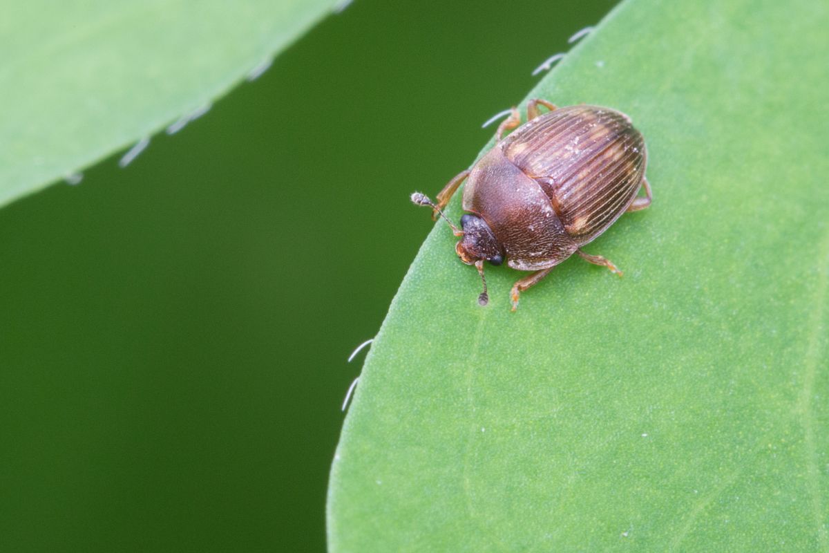 Strawberry sap beetle on a green leaf.