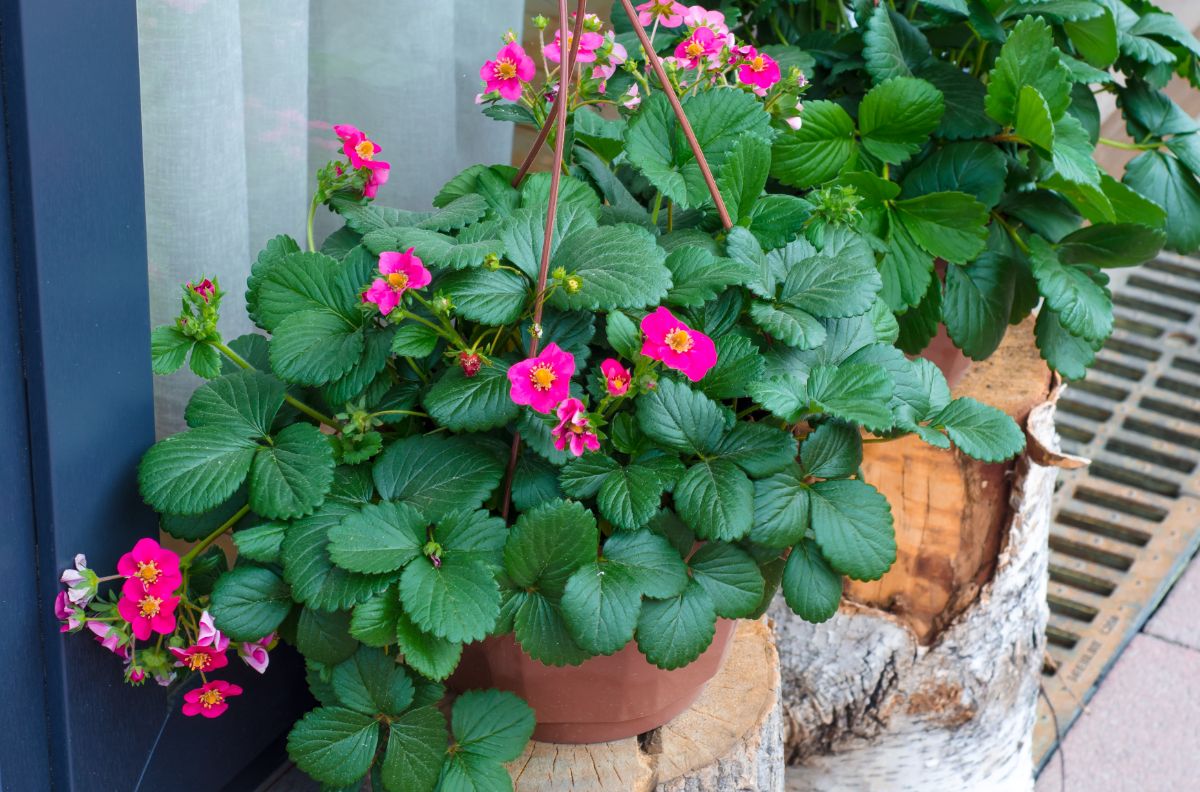 Toscana variety with blooming purple flowers in a pot.