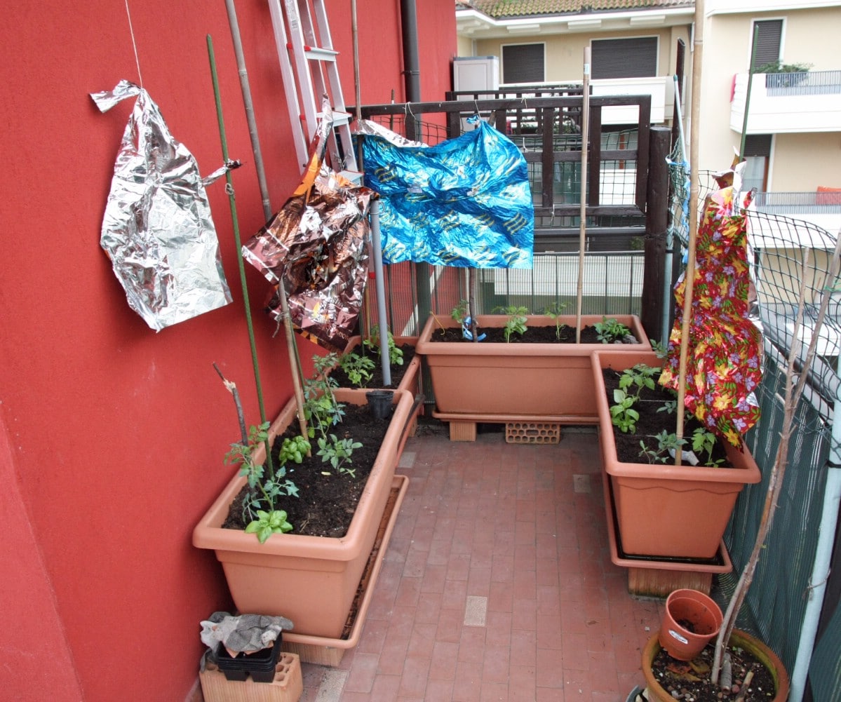 Aluminium foil used as bird repellent in a balcony garden.