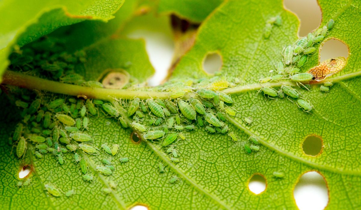 Aphids on a green leaf.