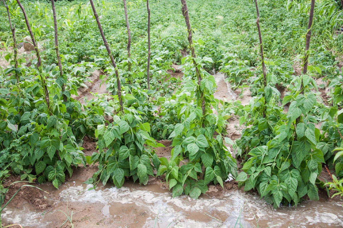 Beans growing in the garden.