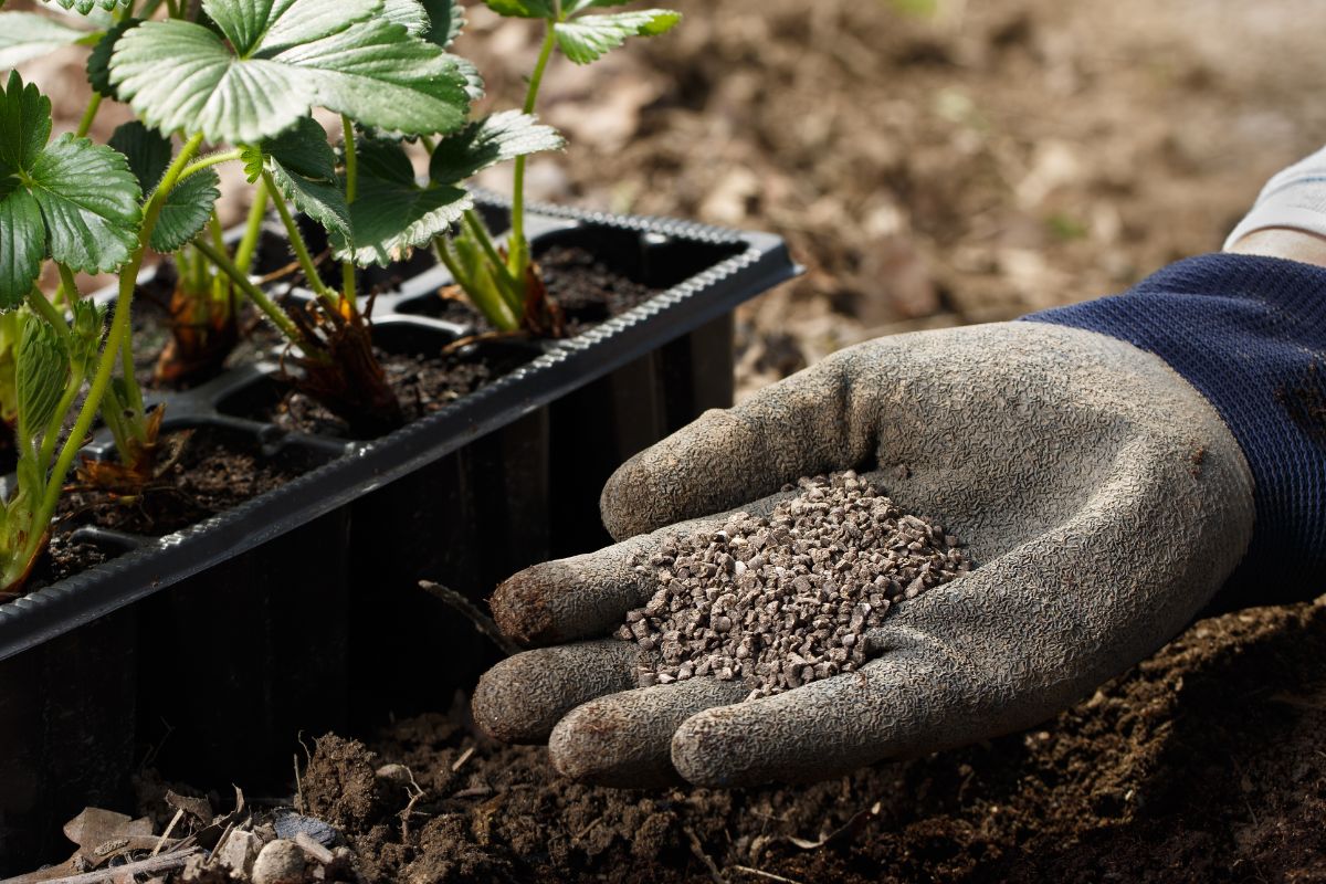 Hand with glove holding fertilizer next to a pot of strawberries.