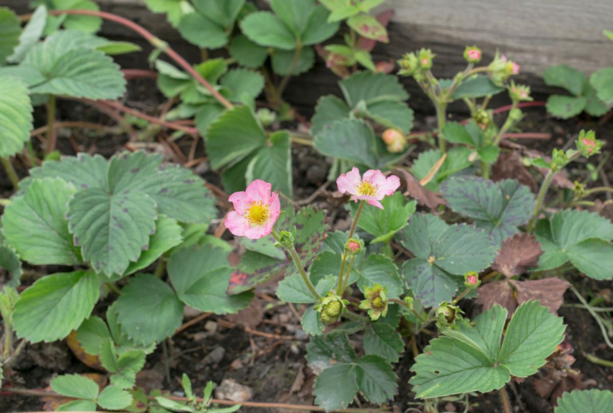 Strawberry plants with pink flowers.
