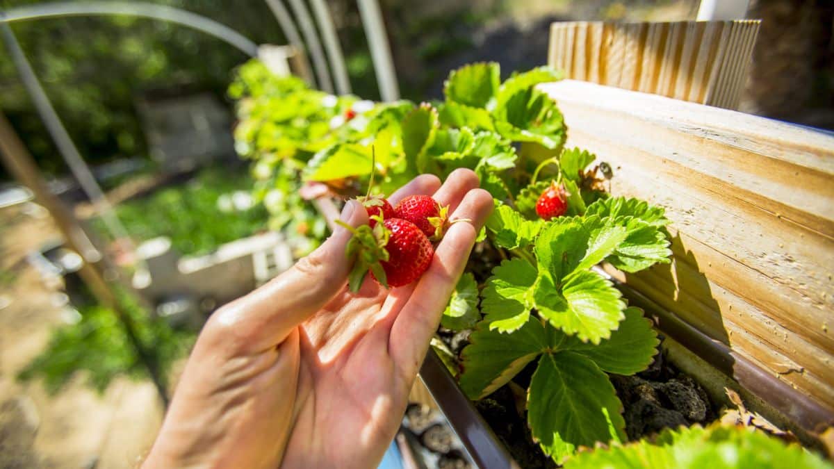A woman reaches for a strawberry growing in a gutter system
