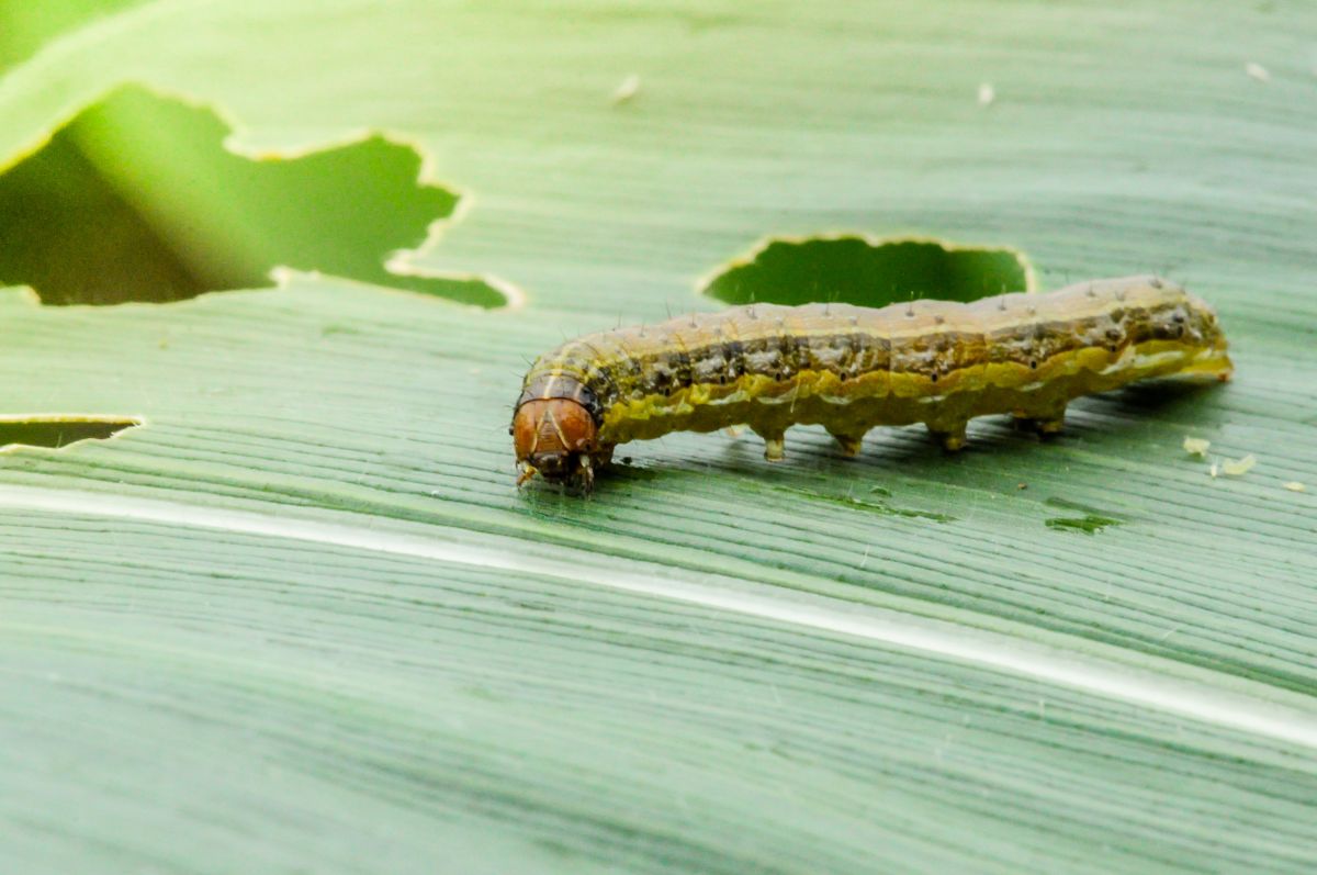 Armyworn on a green leaf.