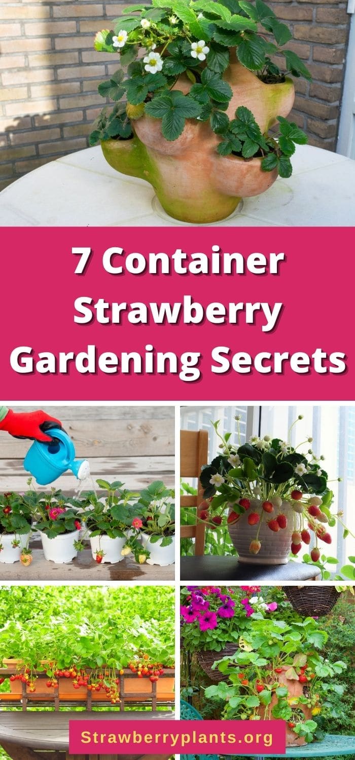 7 Container Strawberry Gardening Tips to Implement Today Strawberry