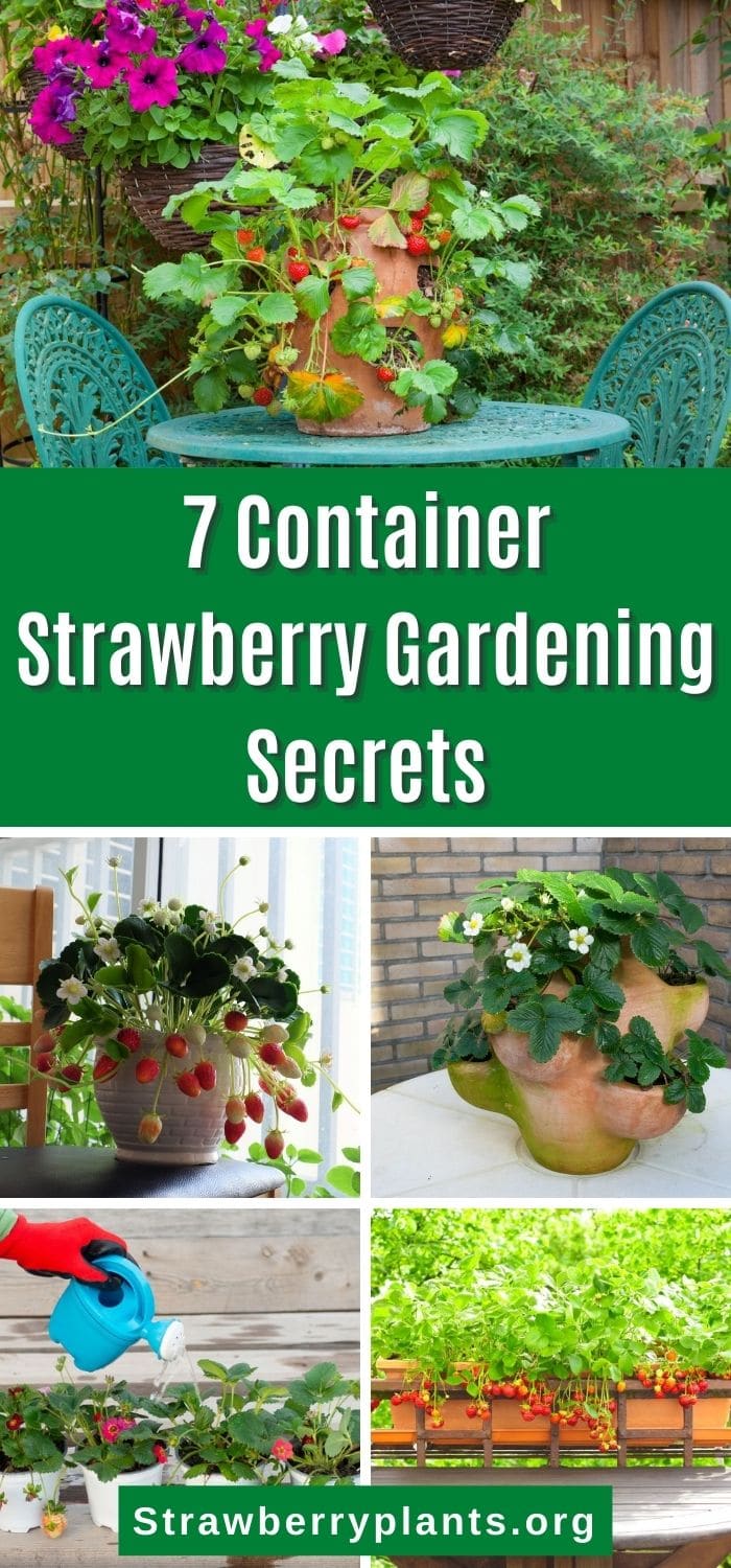 7 Container Strawberry Gardening Tips to Implement Today Strawberry