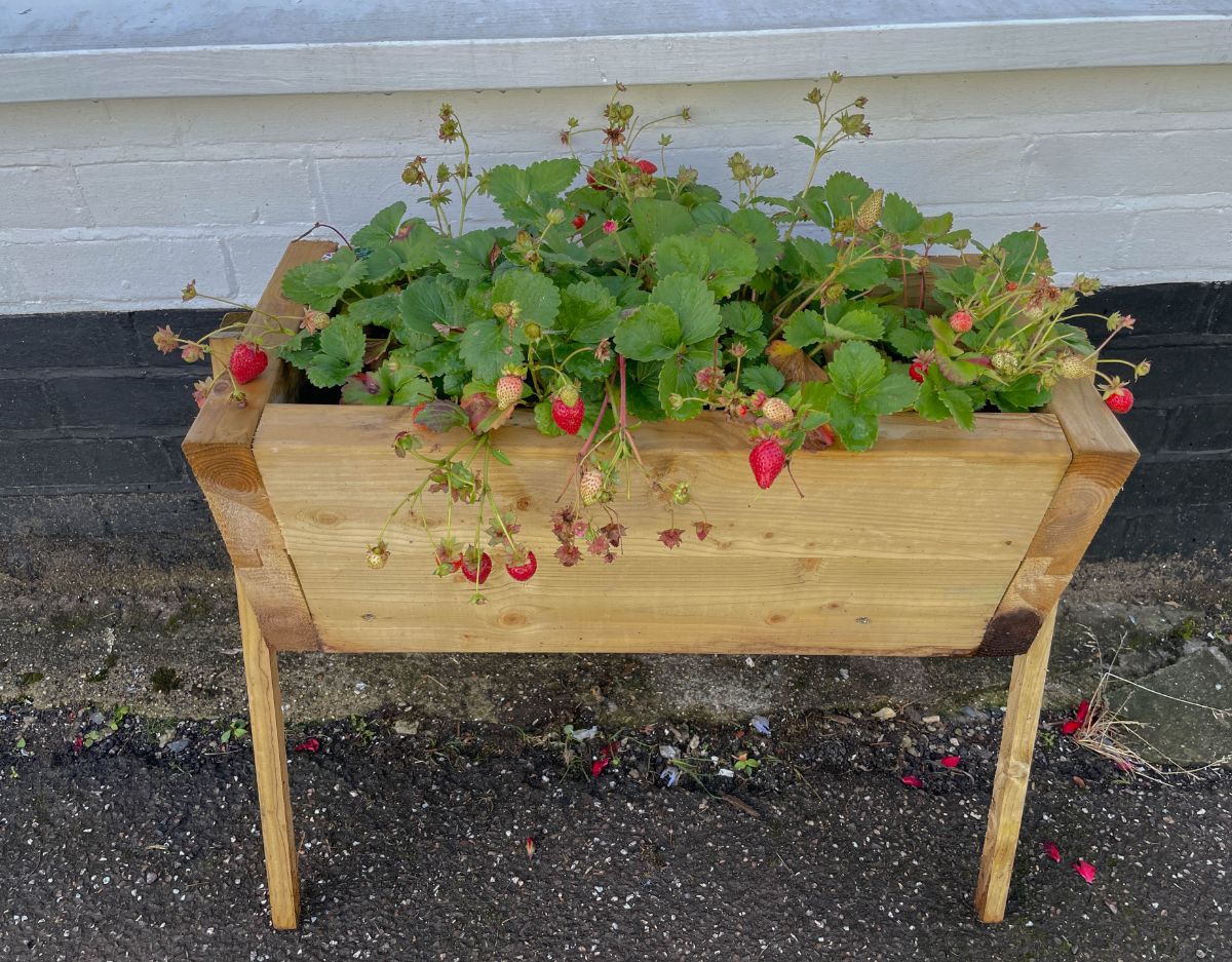 Strawberries growing in a raised bed with legs