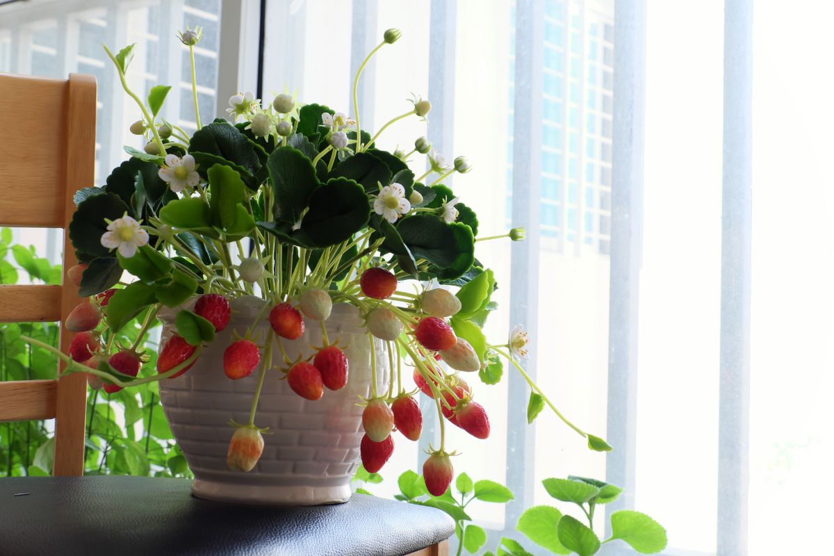 Strawberry pot with ripe fruits on the chair indoors.