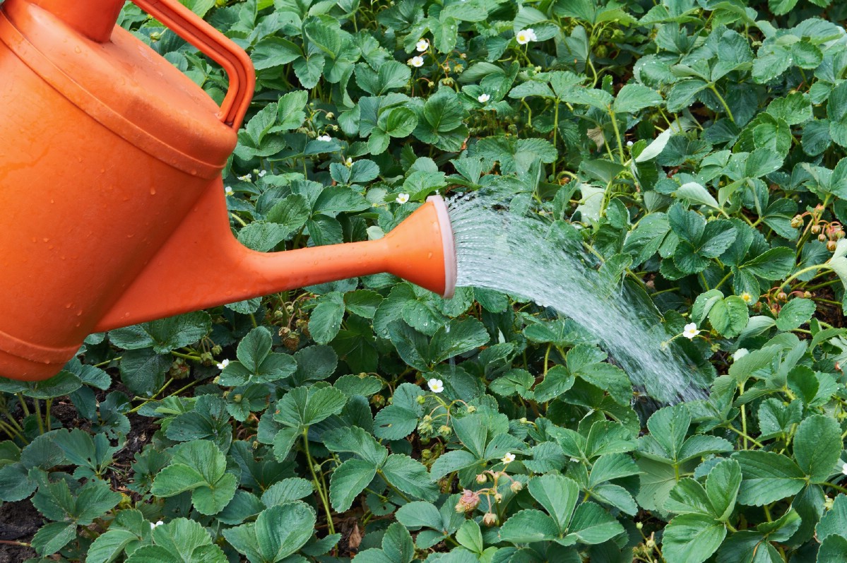 Watering strawberry plants.