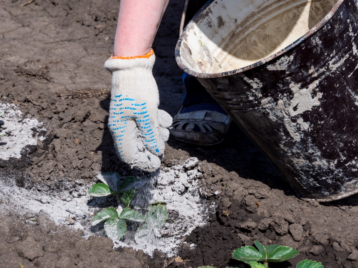 Fertilizing recently planted strawberry plants.