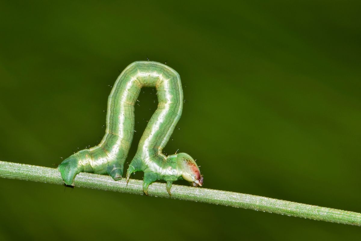 Inchworm on a green plant.