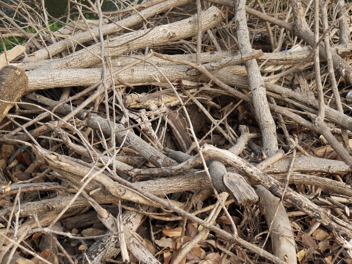 Sticks and twigs to use repelling birds.