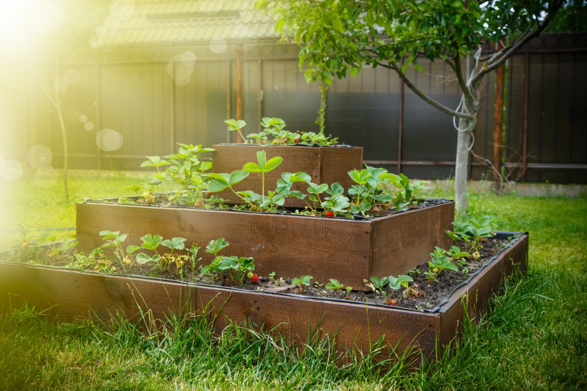 A three-tiered strawberry growing pyramid