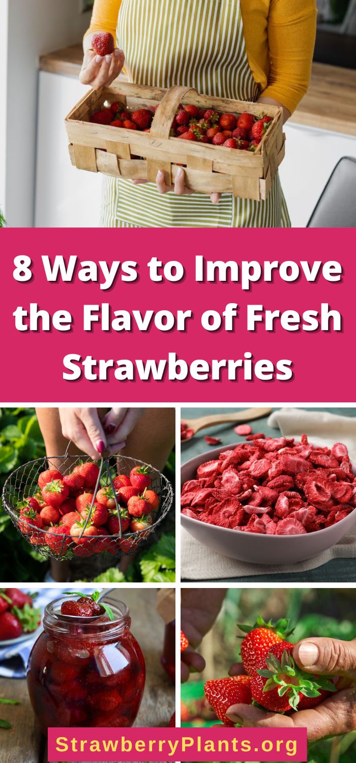 8 Ways to Improve the Flavor of Fresh Strawberries Strawberry Plants